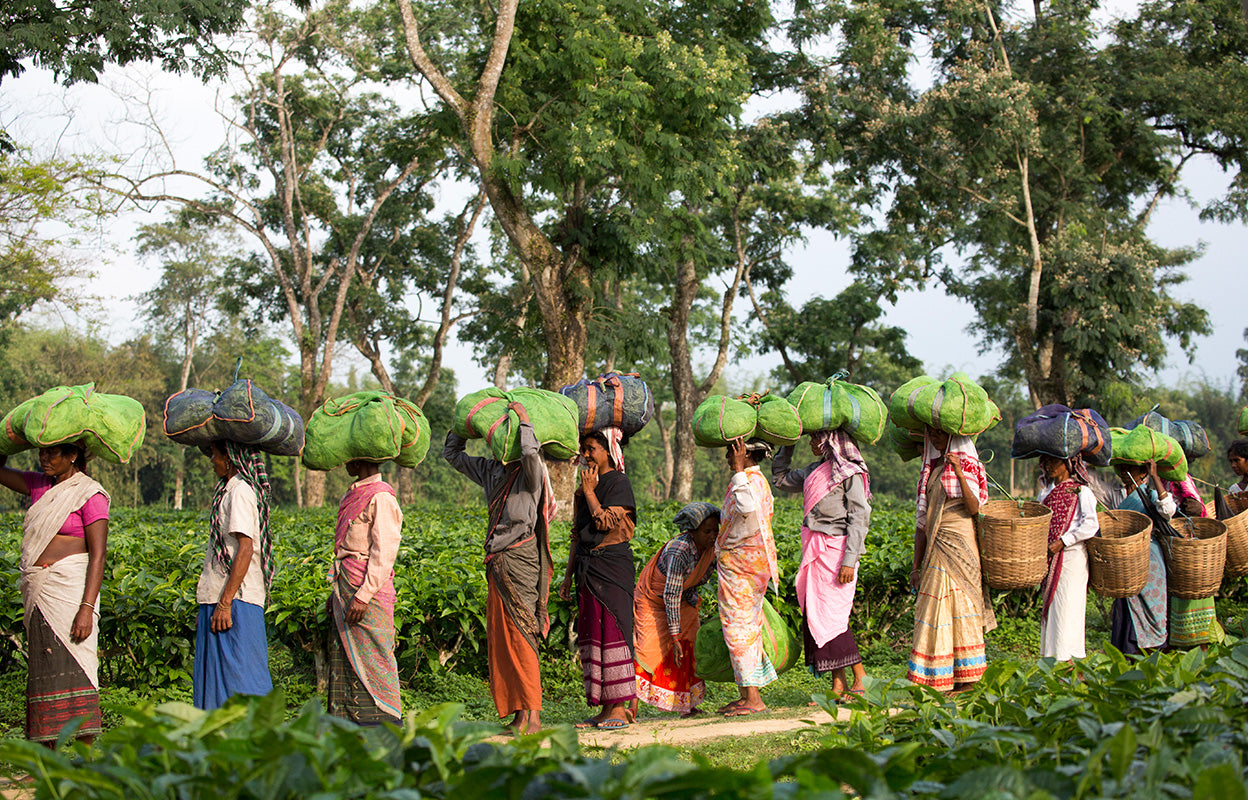 tea-workers-in-tonganagaon-estate.jpg